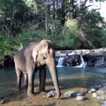 Vu d'un éléphant de Mondulkiri Project dans une cascade