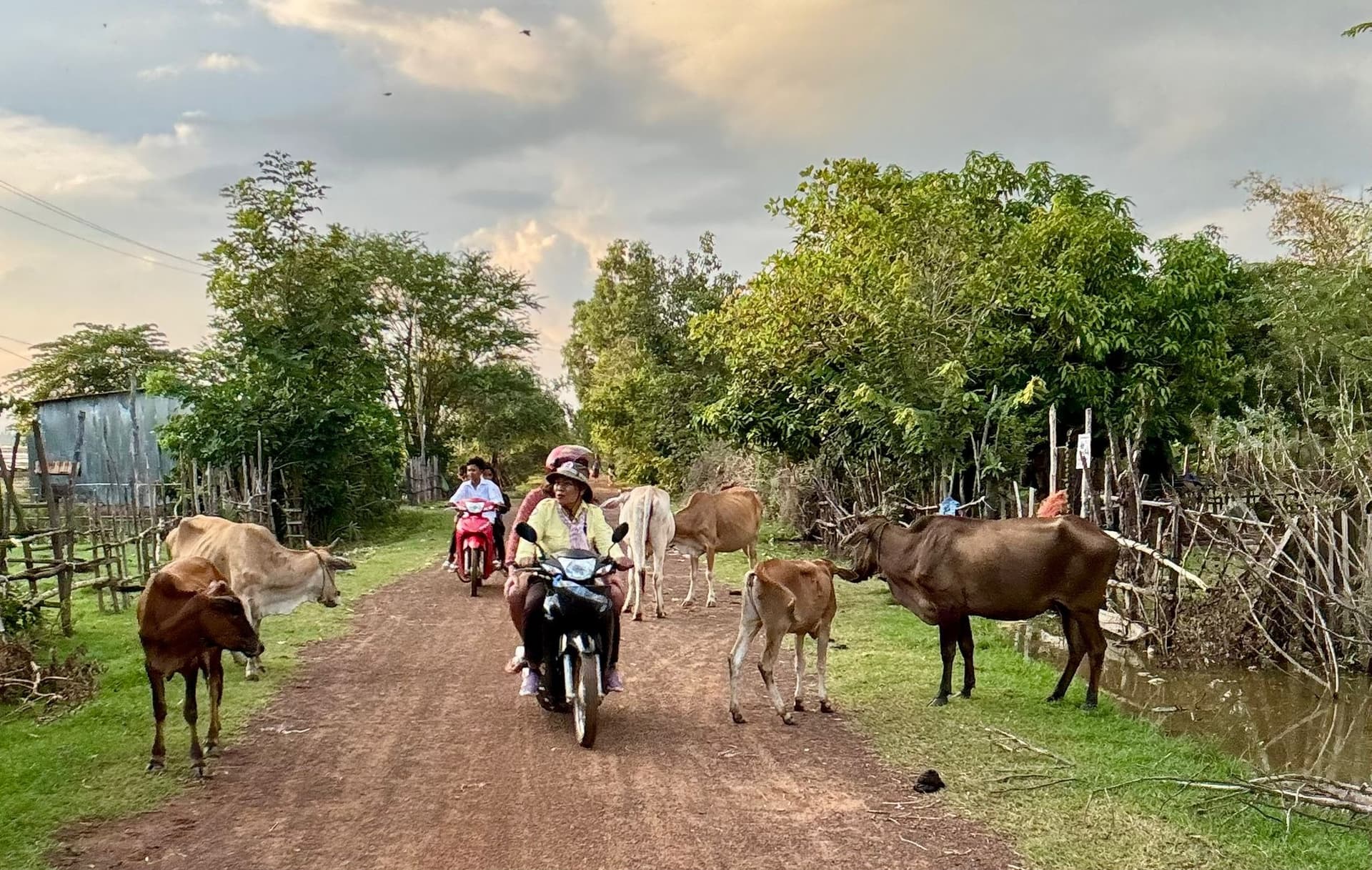 Moto tour SPK vaches