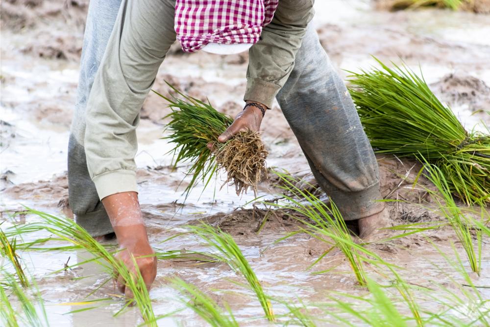Hausse de 6% de l'exportation du riz cambodgien décortiqué