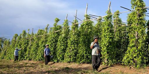 Des agriculteurs qui s'occupent de la récolte du poivre dans la région de Kampot