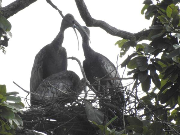Un nid d'ibis géants de la zone de Siem Pang. ©Facebook BirdLife Cambodia