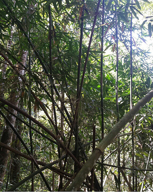Le S cambodianum au sein des Cardamomes ©WWF