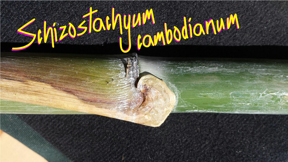 Le schizostachyum cambodianum ©WWF